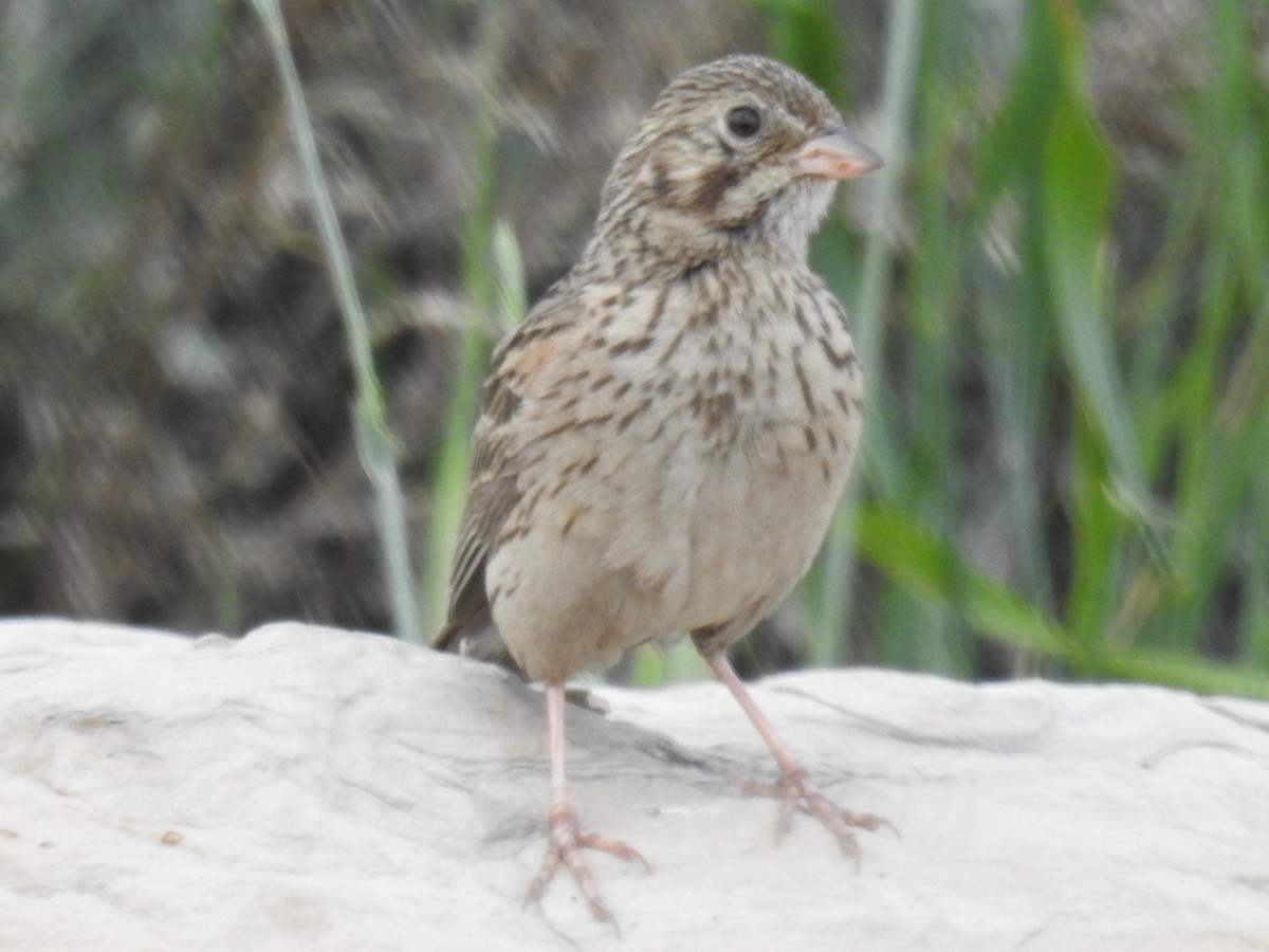 Vesper Sparrow - ML591764451