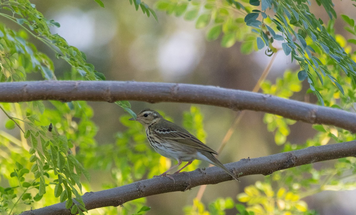 Olive-backed Pipit - ML591764831