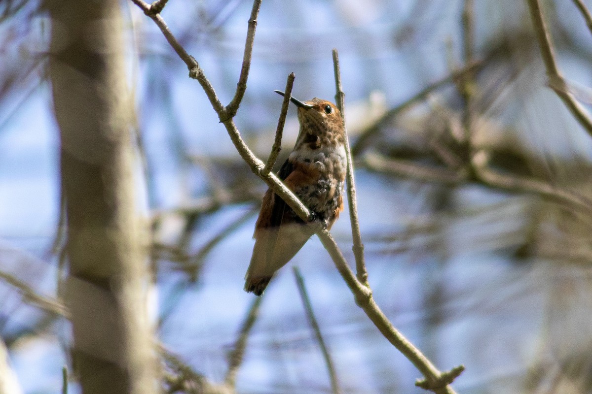 Allen's Hummingbird - Sarah Heinz