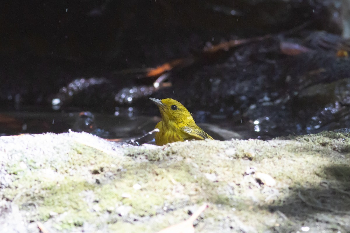 Yellow Warbler - ML591766251