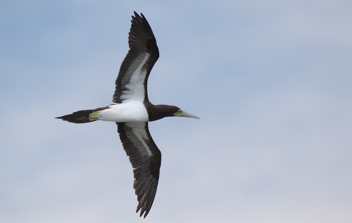 Brown Booby - ML591770311