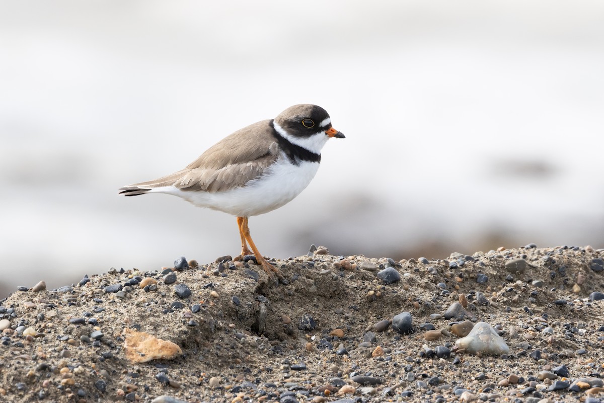 Semipalmated Plover - ML591773511