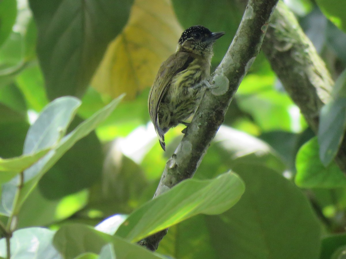 Olivaceous Piculet - ML591773661