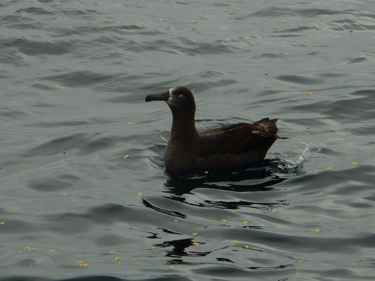 Black-footed Albatross - Jennifer Rothe