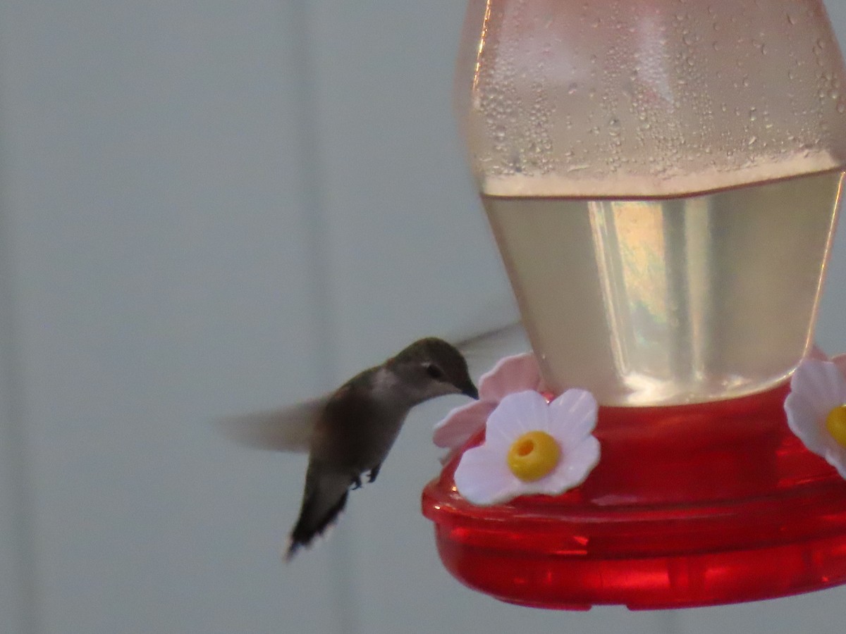 Black-chinned Hummingbird - ML591777081