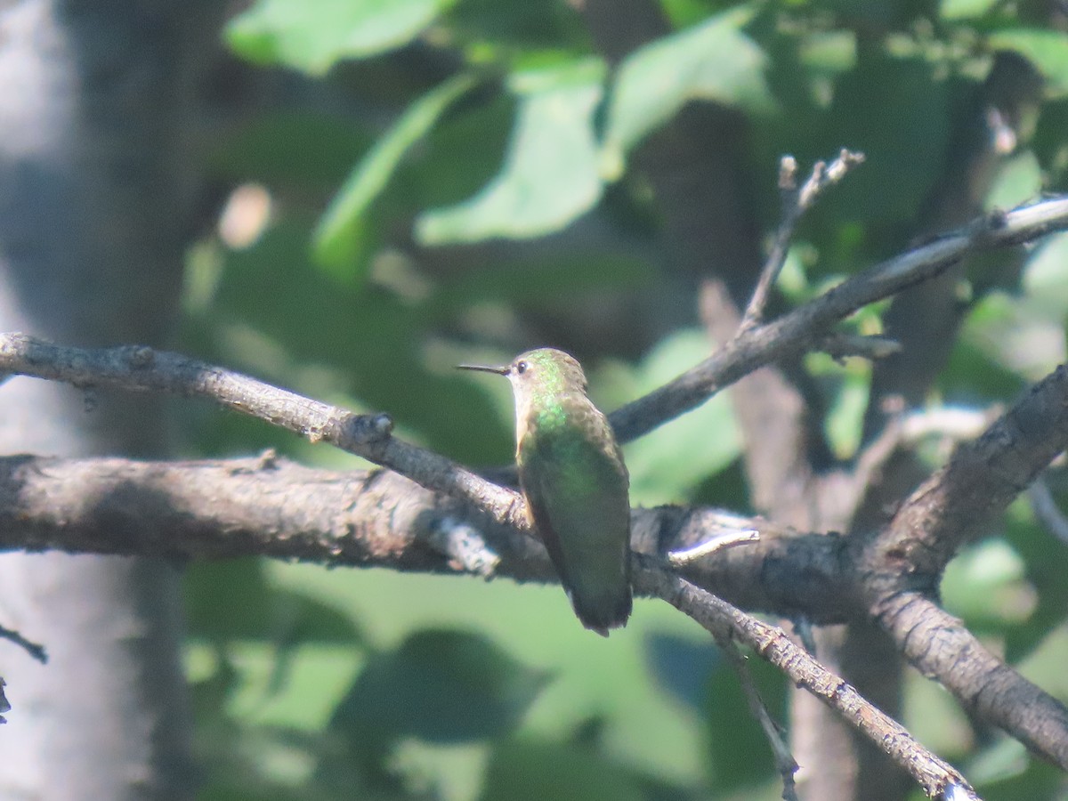 Black-chinned Hummingbird - ML591777091