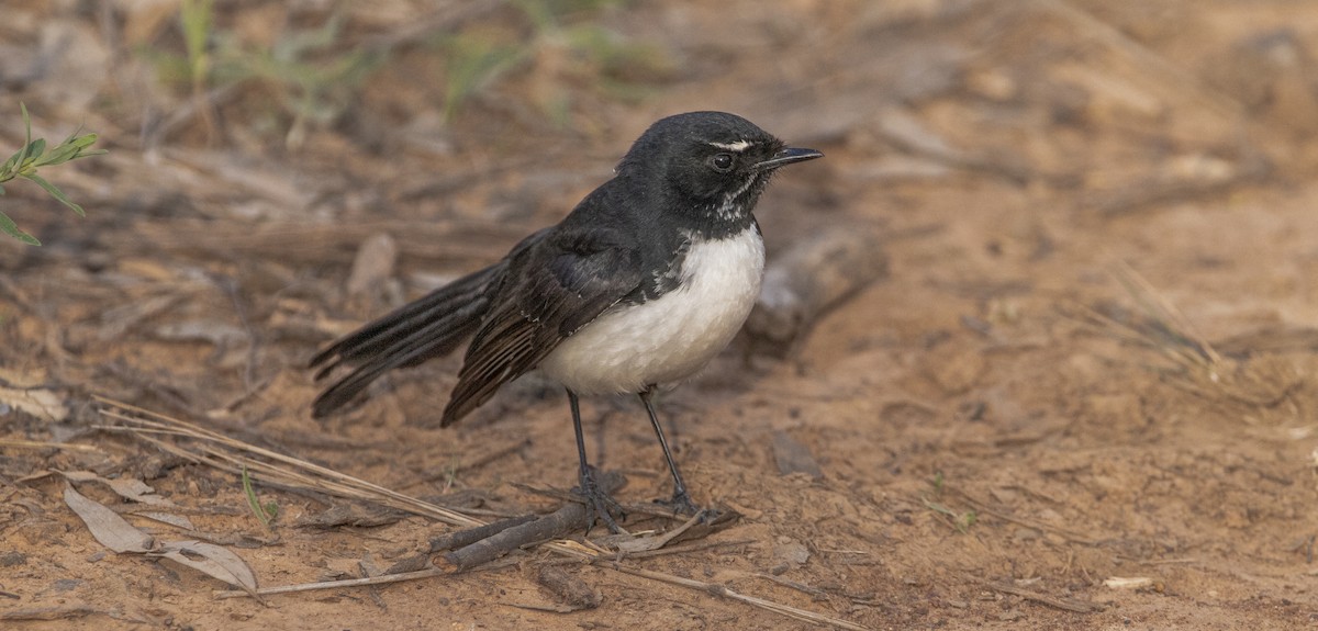 Willie-wagtail - ML591779561