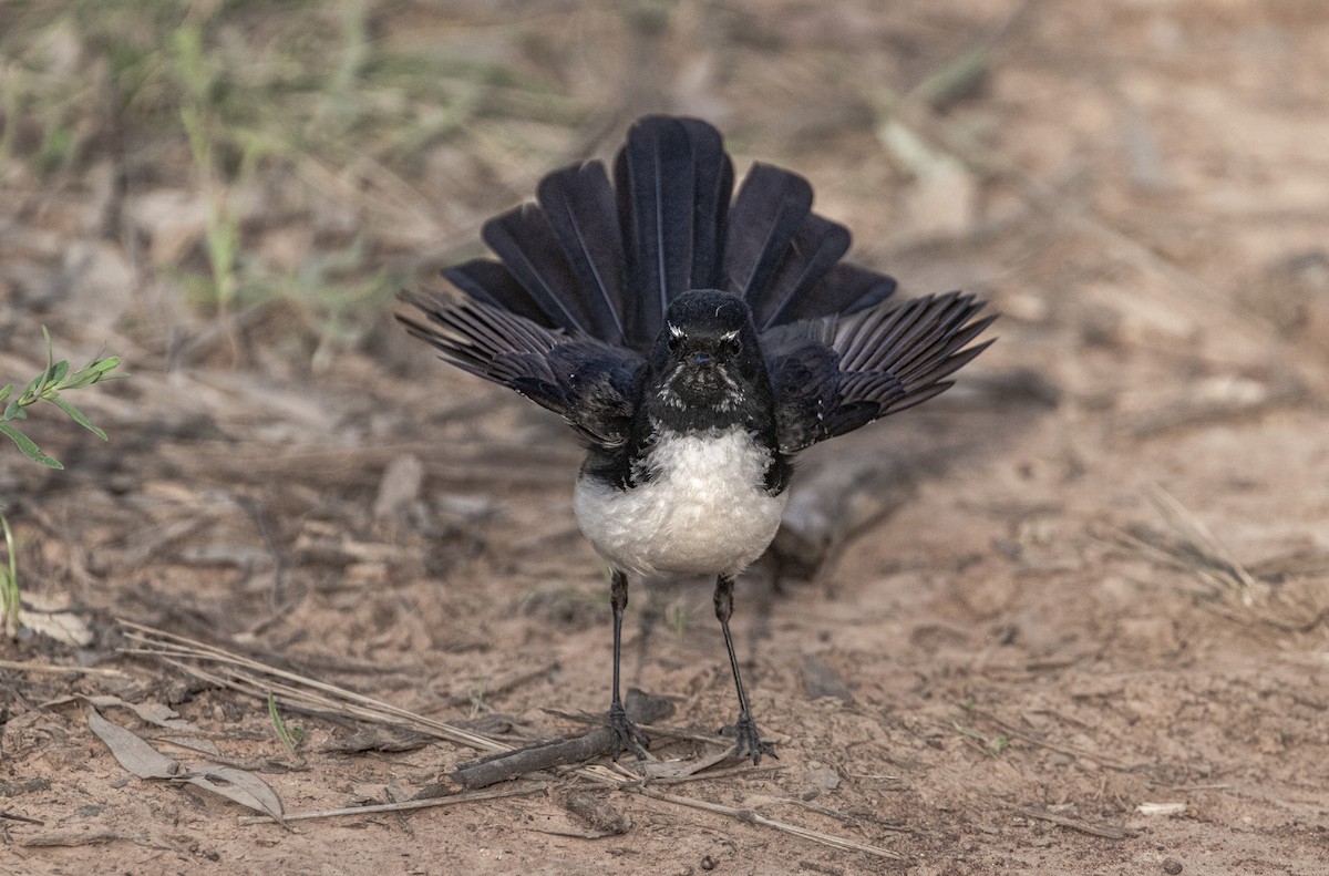 Willie-wagtail - ML591780691