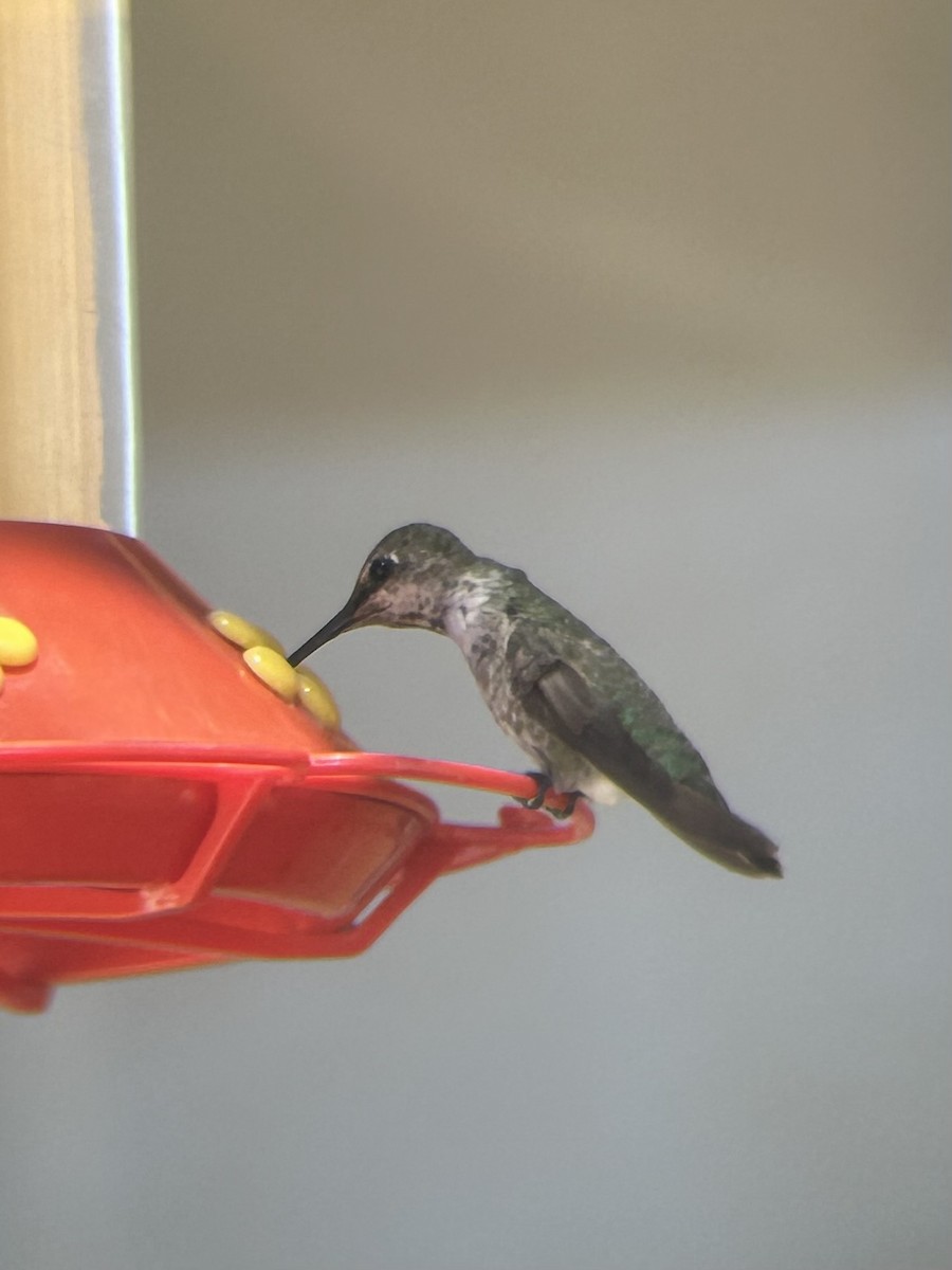 hummingbird sp. - ML591782441