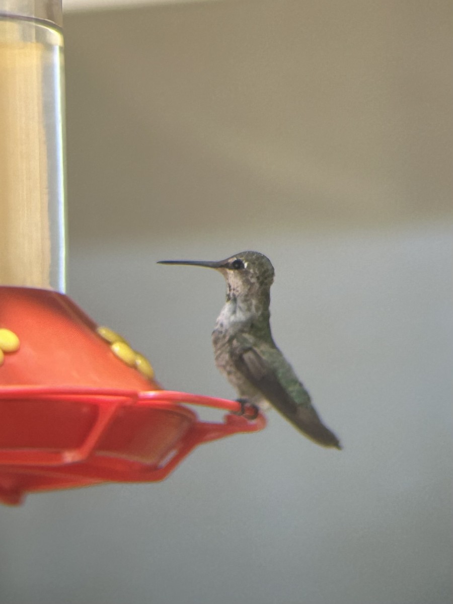 hummingbird sp. - ML591782451