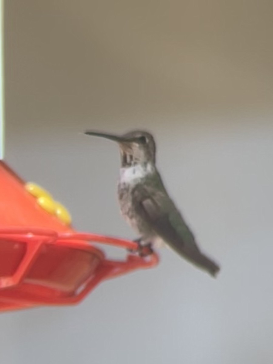 hummingbird sp. - ML591782461