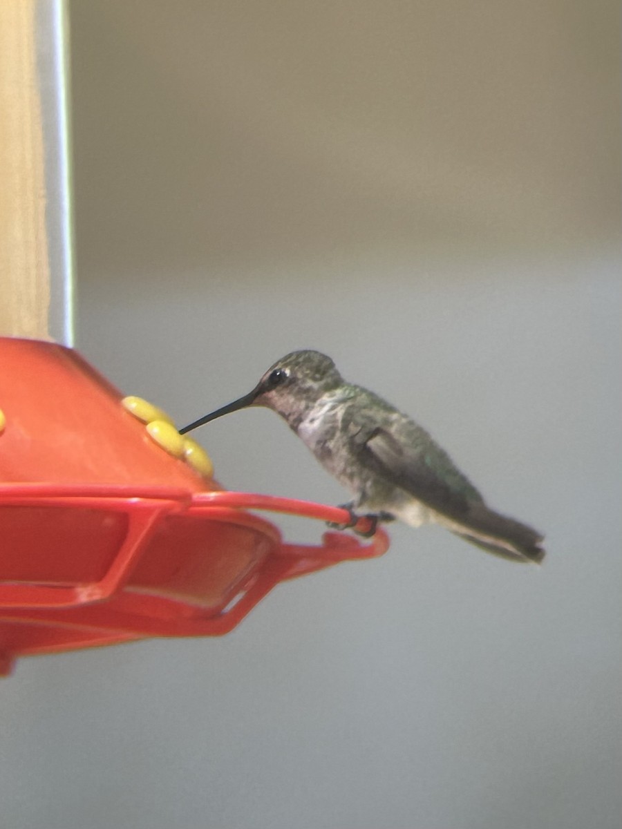 hummingbird sp. - ML591782471