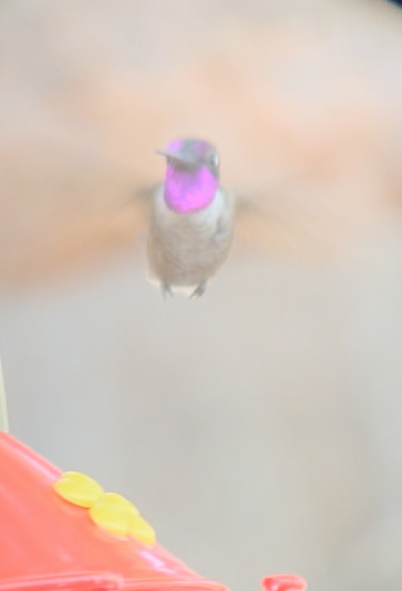 Black-chinned x Anna's Hummingbird (hybrid) - ML591782551