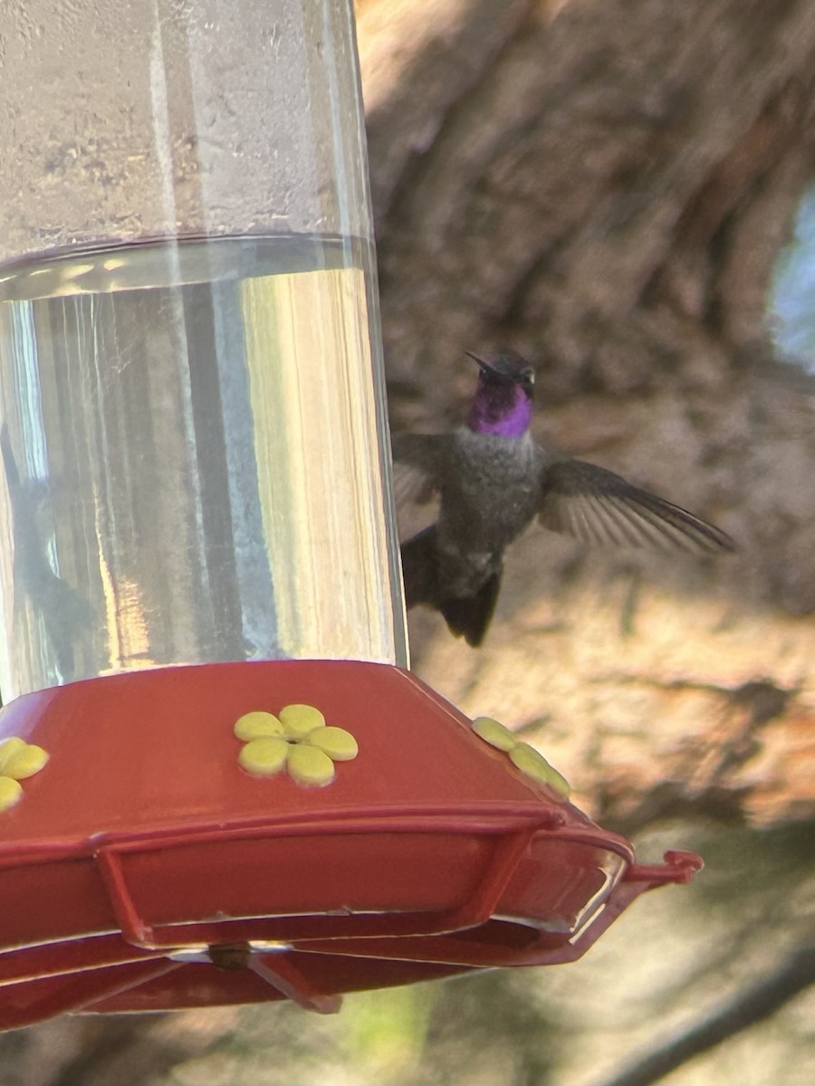Black-chinned x Anna's Hummingbird (hybrid) - Danny Tipton