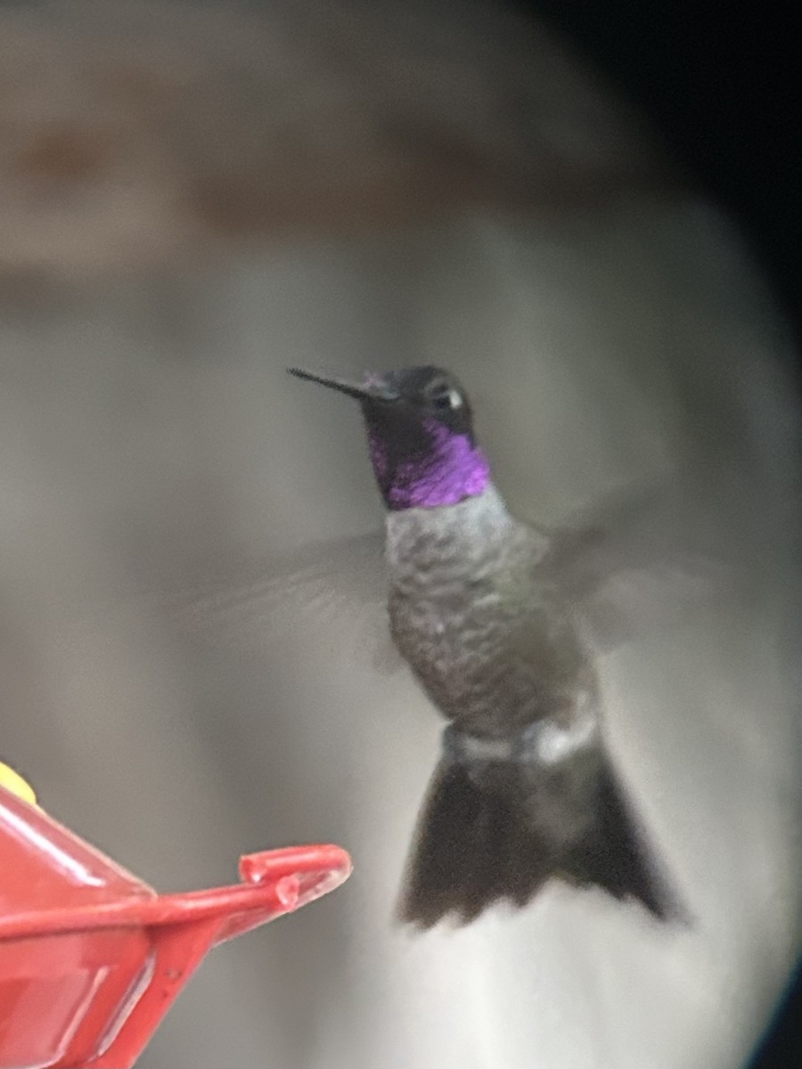 Black-chinned x Anna's Hummingbird (hybrid) - ML591782611