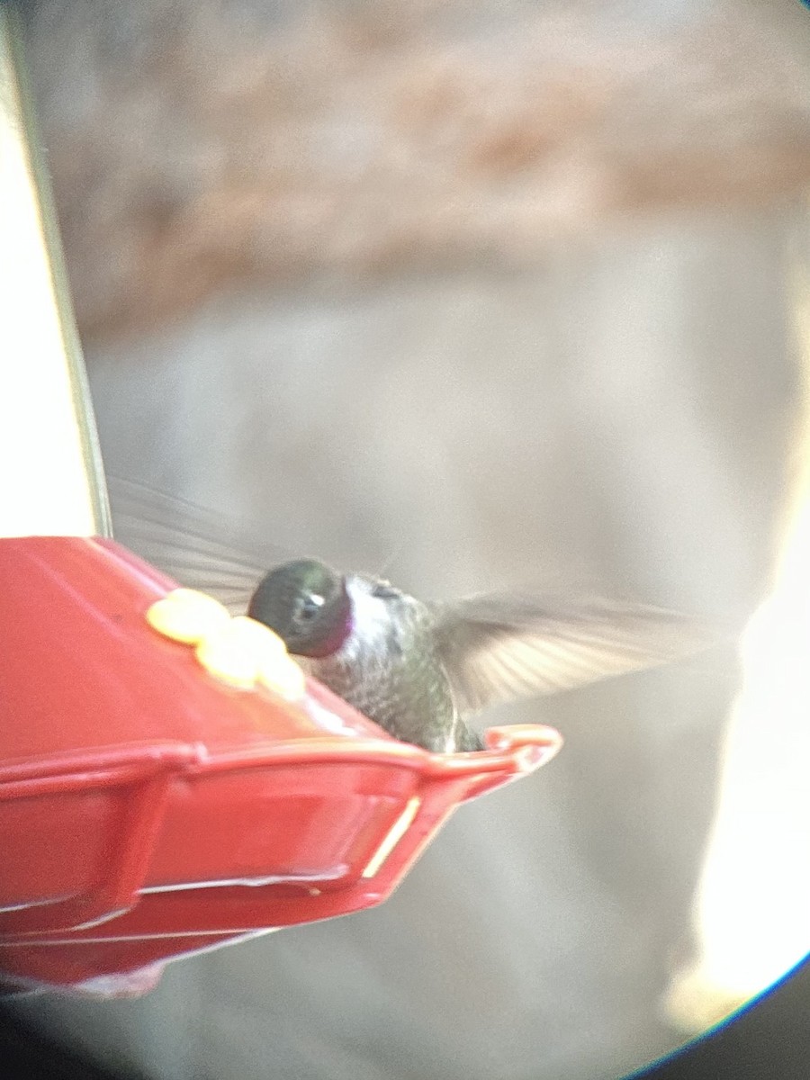 Black-chinned x Anna's Hummingbird (hybrid) - ML591782631