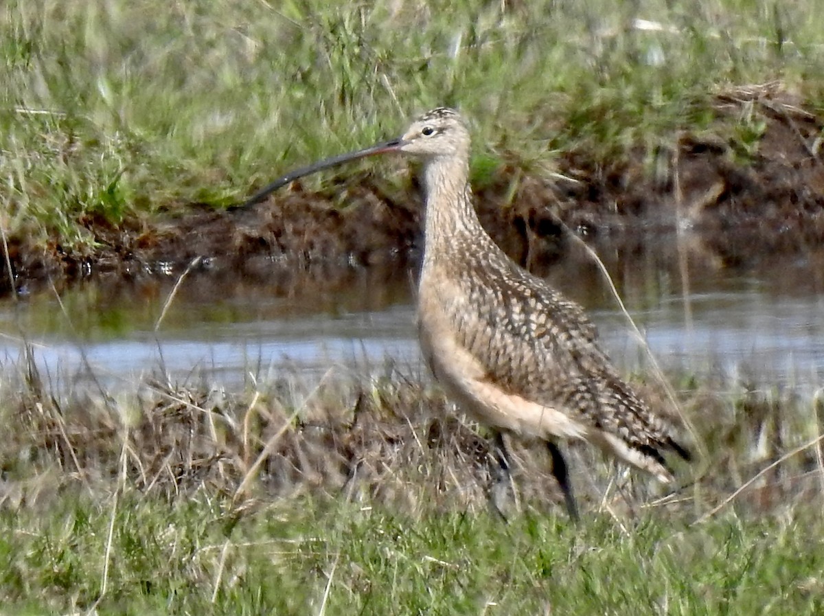Long-billed Curlew - ML591782971