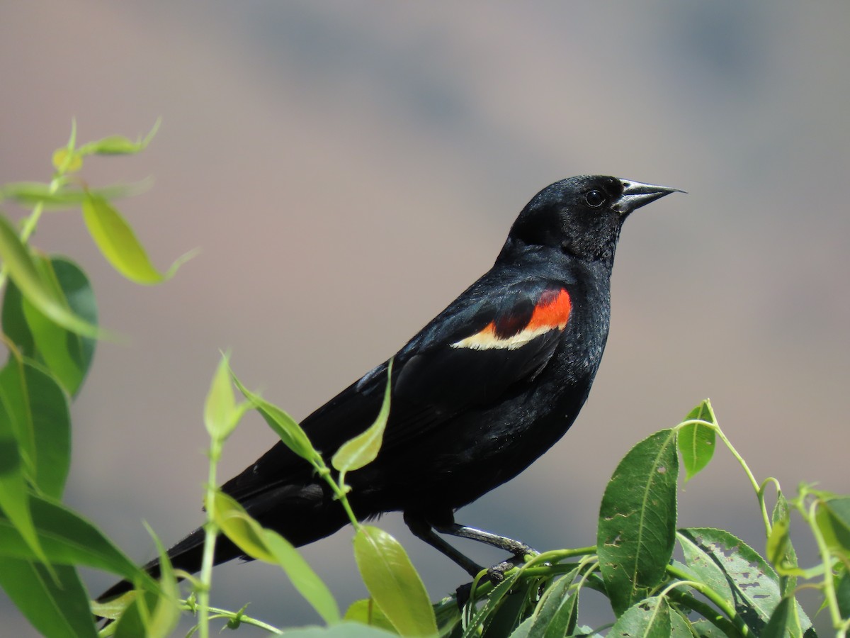 Red-winged Blackbird - ML591783211