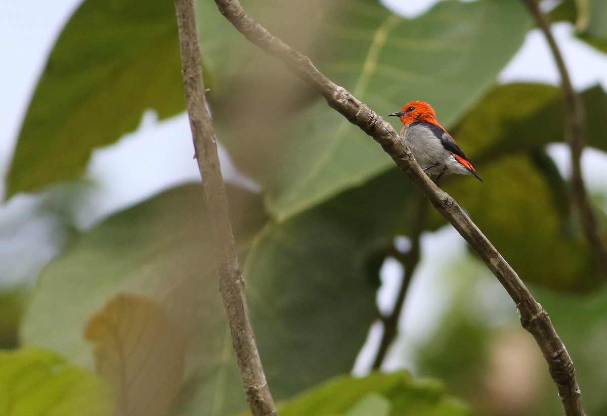 Scarlet-headed Flowerpecker - ML591783391