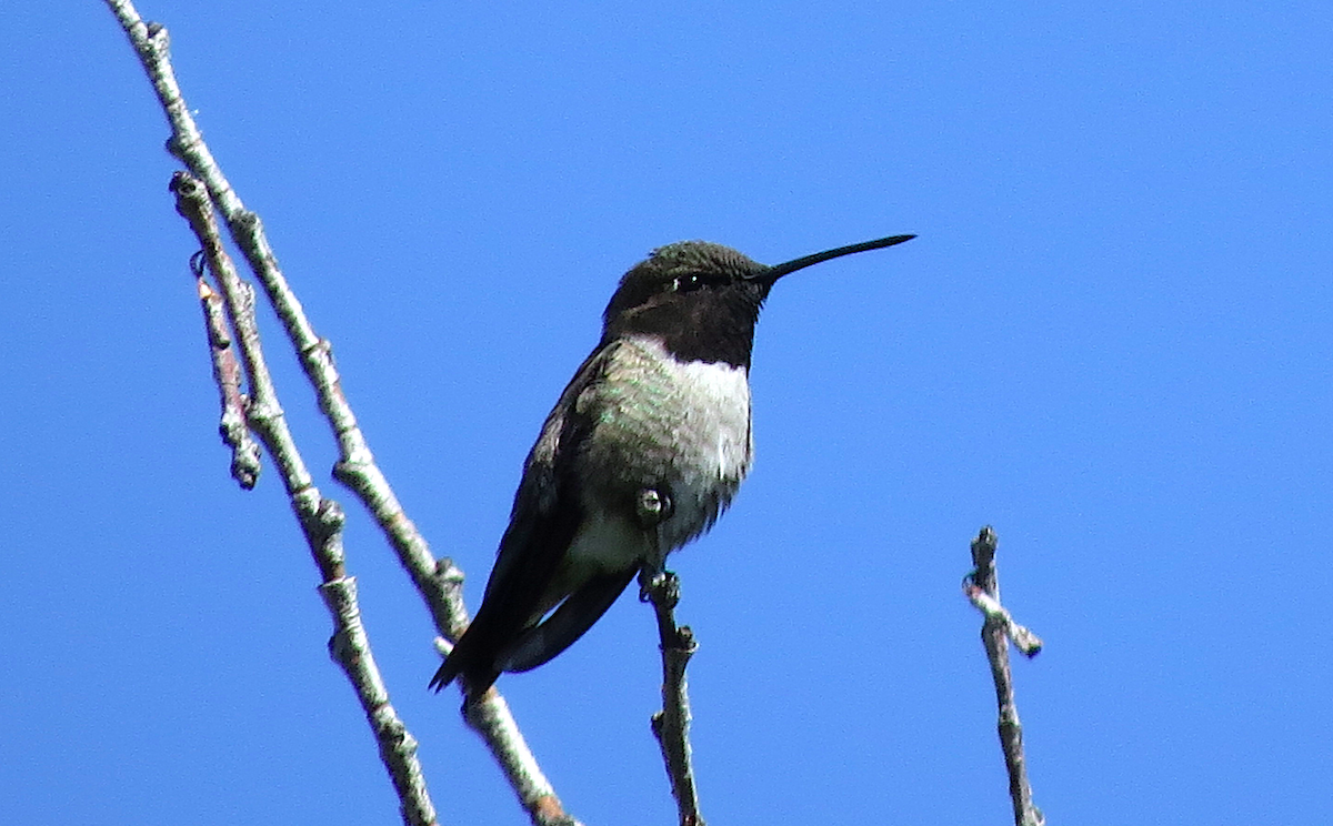 Black-chinned Hummingbird - ML59178471