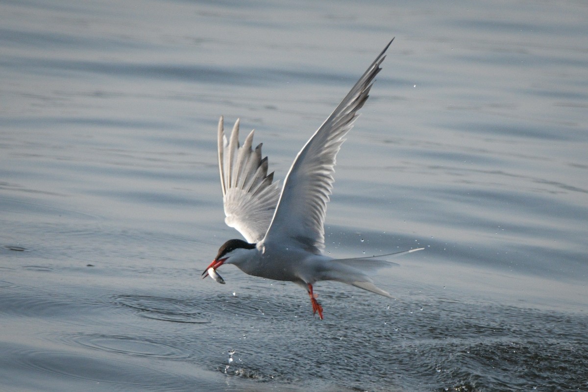 Common Tern - ML591785151
