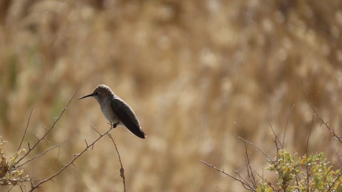 Costa's Hummingbird - ML591787321