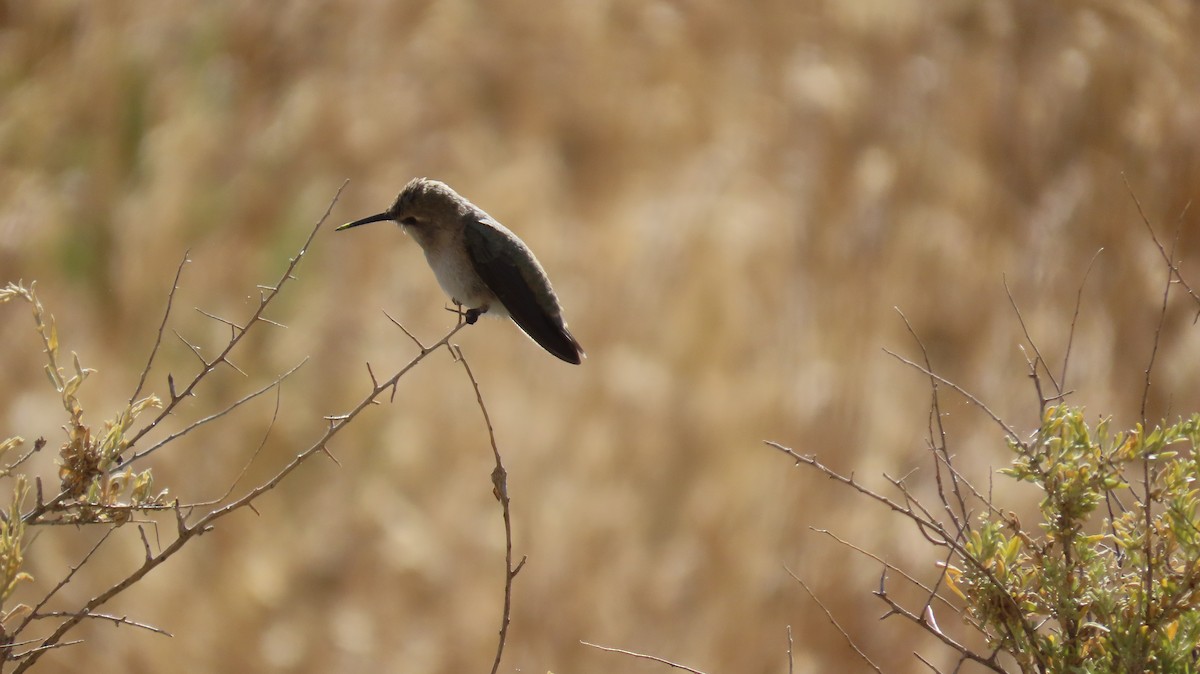 Costa's Hummingbird - ML591787341