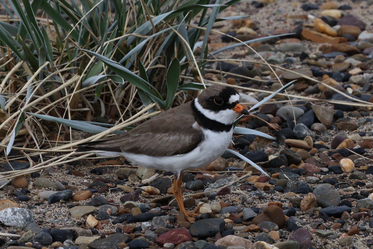 Semipalmated Plover - ML591787511