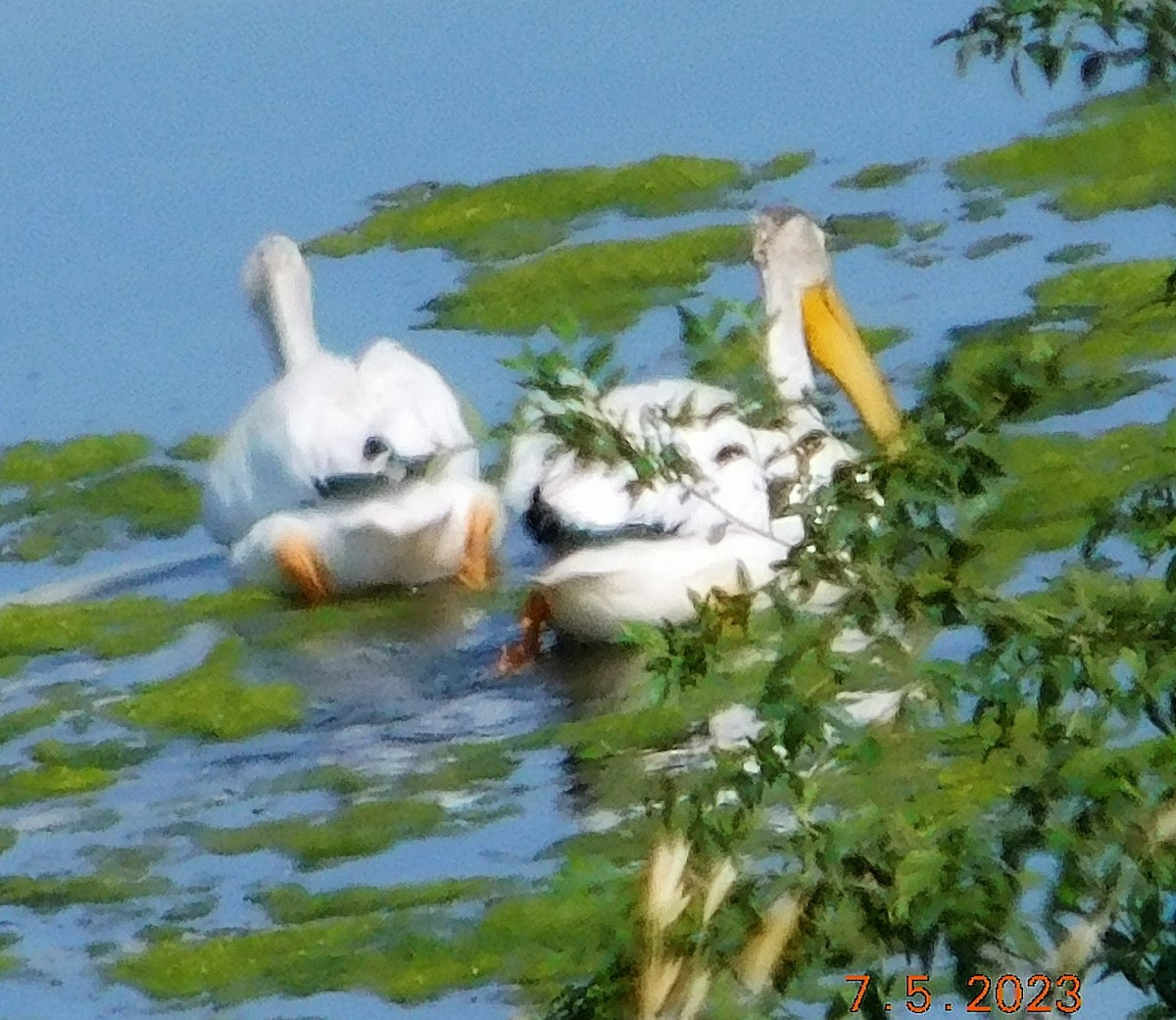 pelikán severoamerický - ML591792001