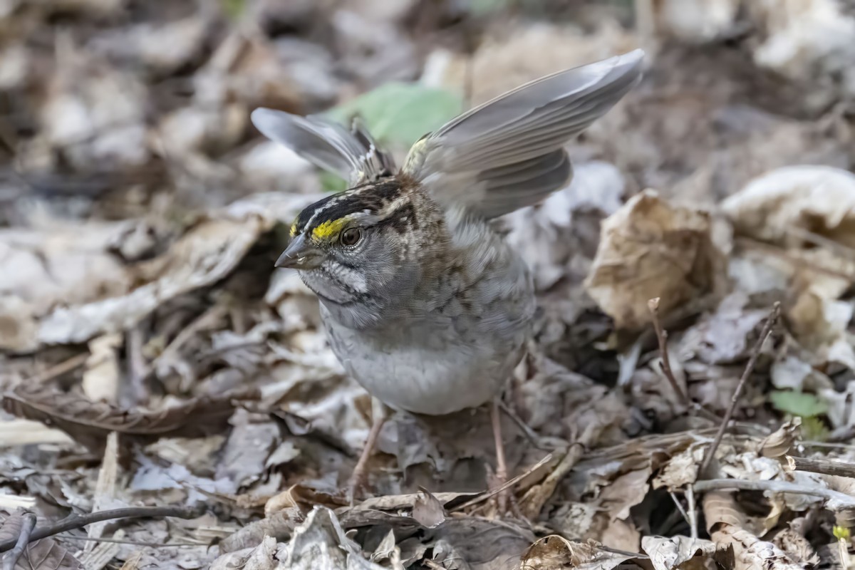 White-throated Sparrow - ML591792471