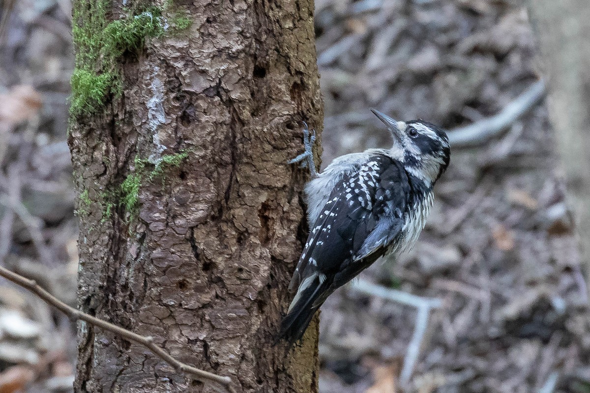 Hairy Woodpecker (Pacific) - ML591794811