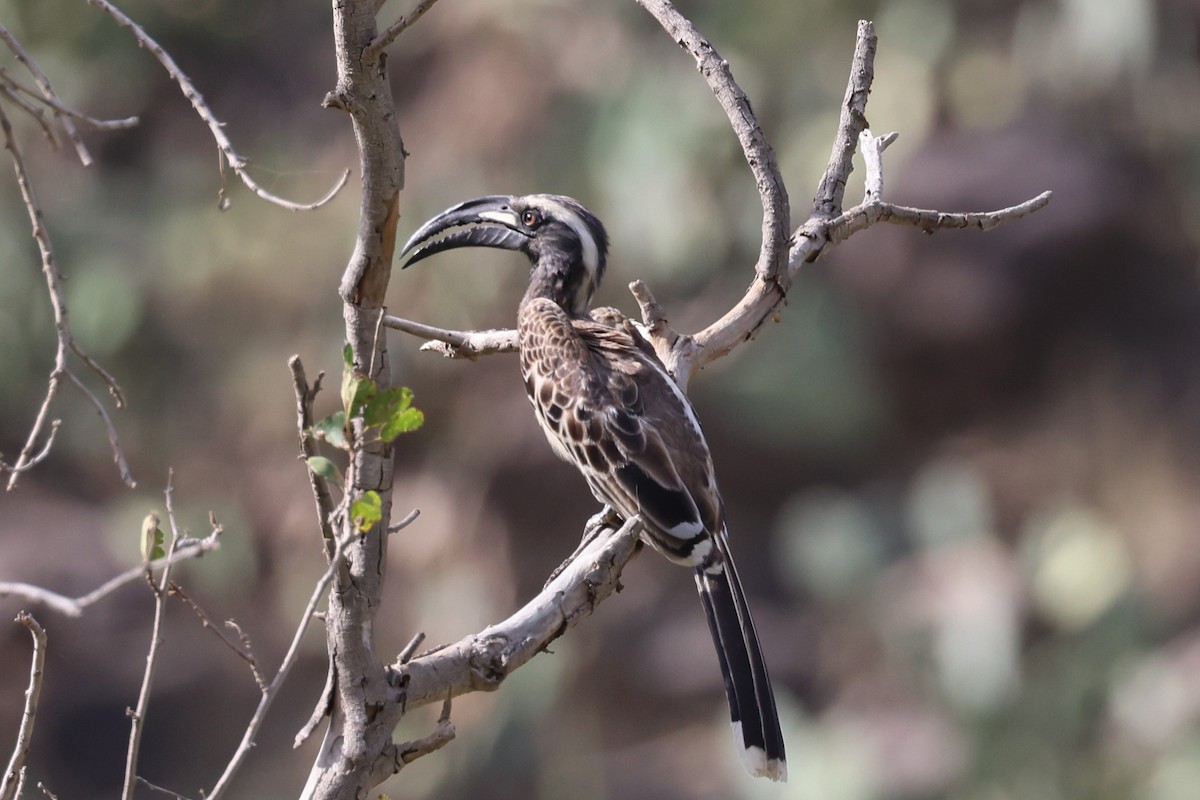 African Gray Hornbill - ML591799491