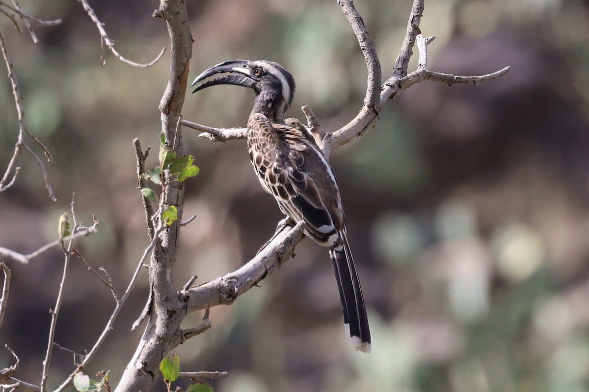 African Gray Hornbill - Jacky Judas