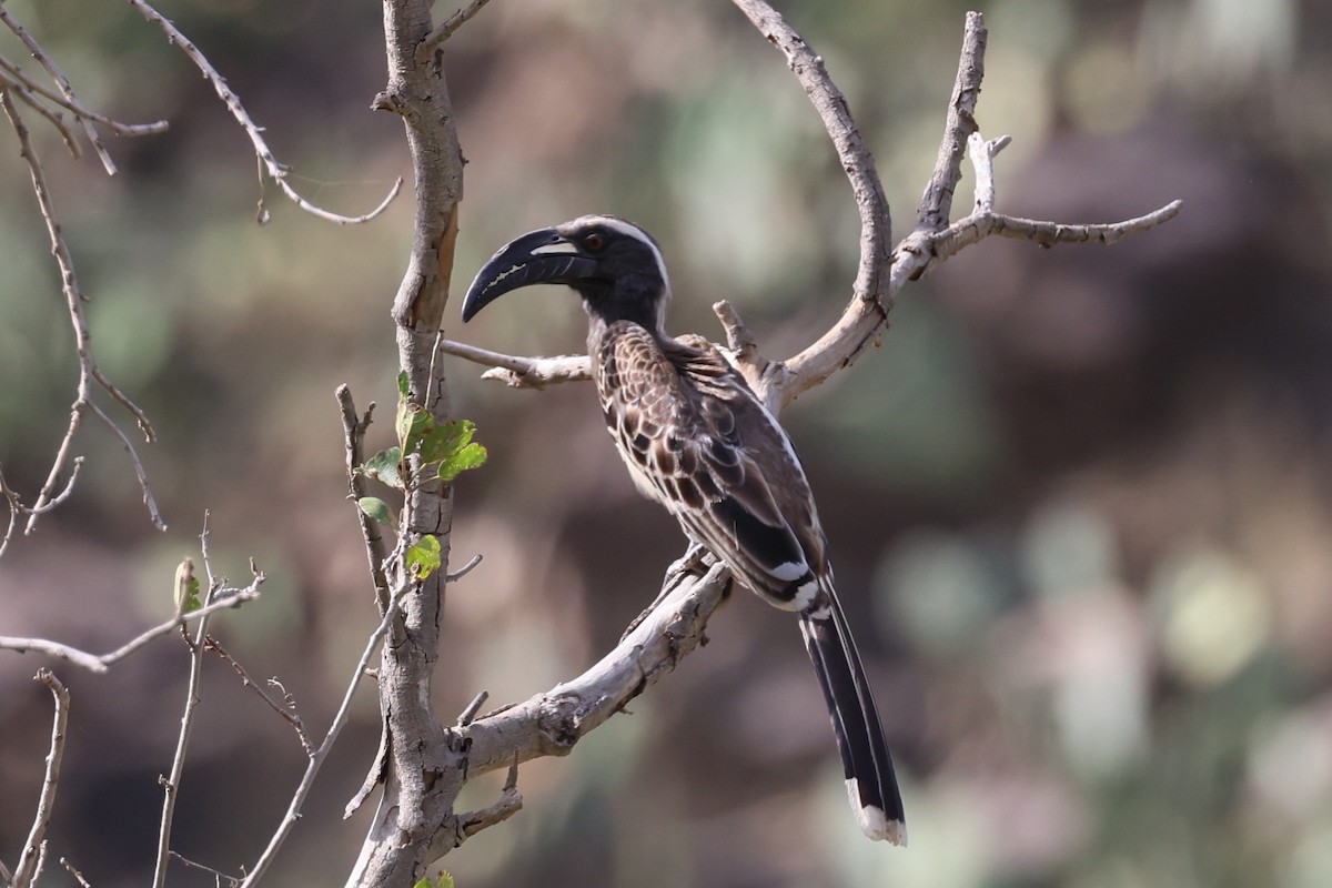 African Gray Hornbill - ML591799511