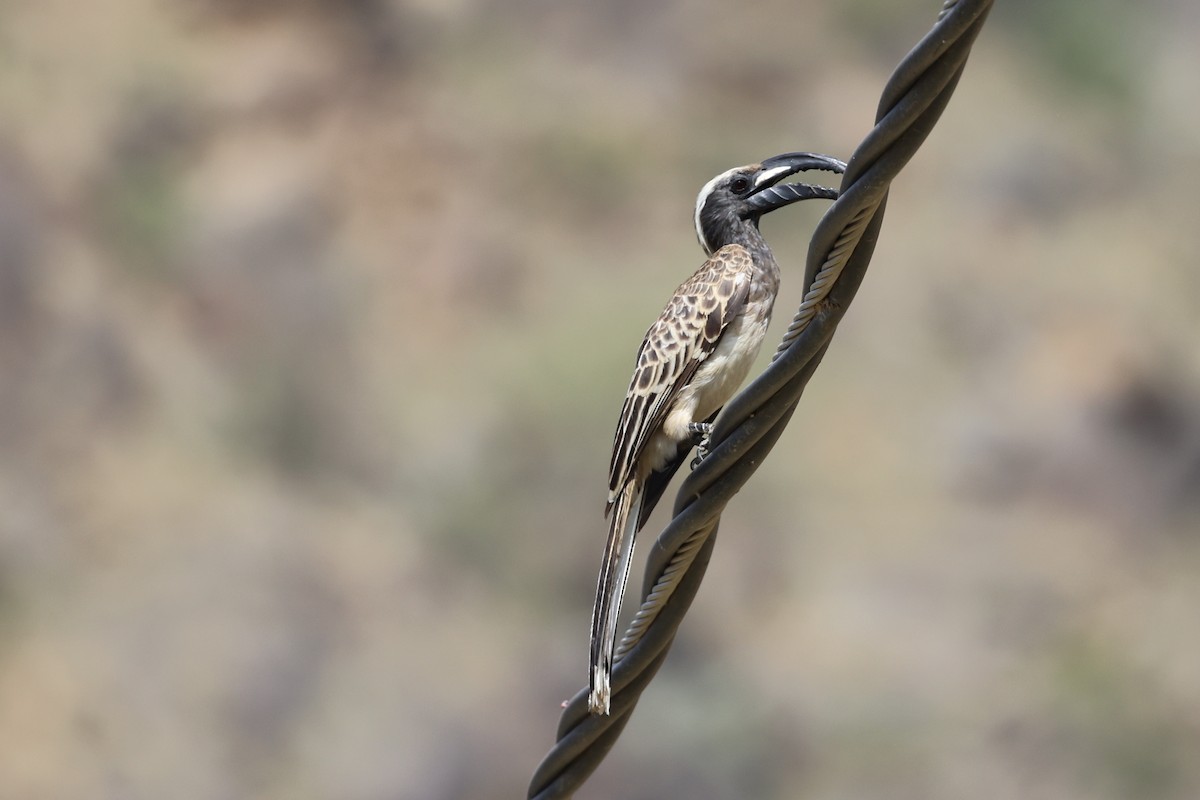 African Gray Hornbill - ML591799521