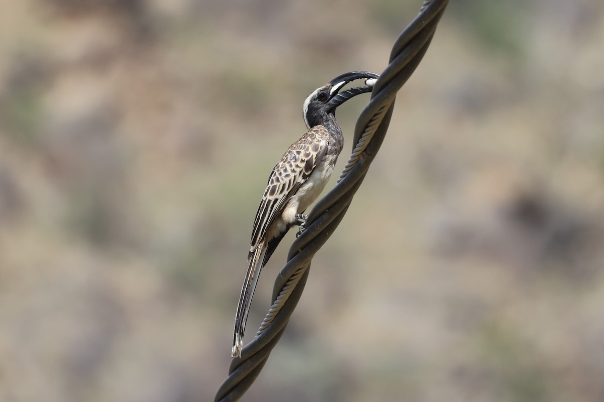 African Gray Hornbill - ML591799531