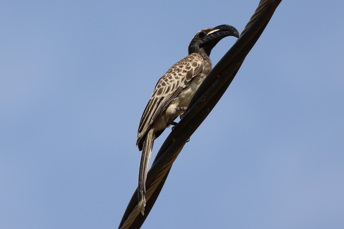 African Gray Hornbill - ML591799541