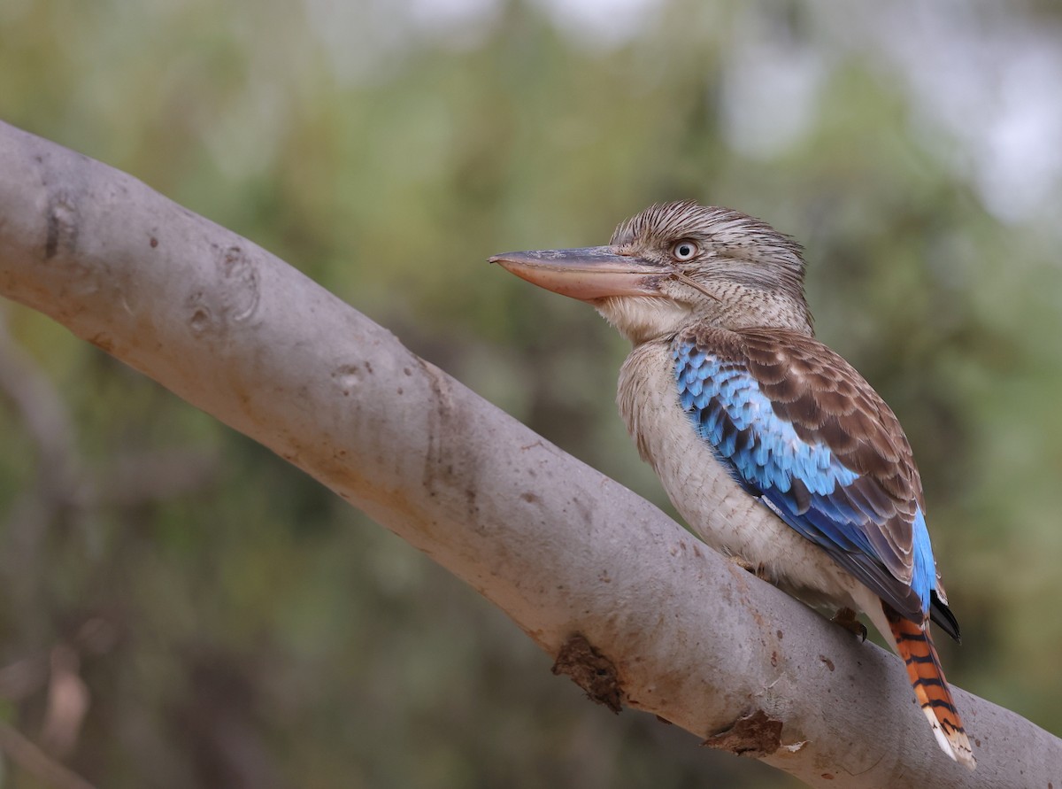 Blue-winged Kookaburra - Tony Ashton