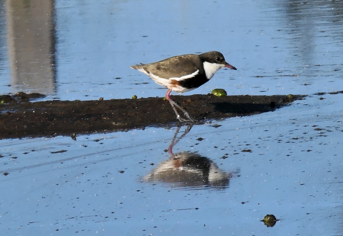 Red-kneed Dotterel - ML591803181