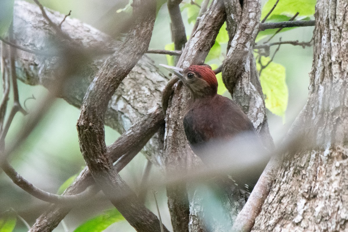 Okinawa Woodpecker - ML591804151