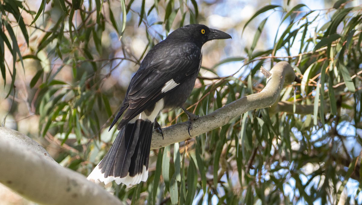 Pied Currawong - Ben Milbourne