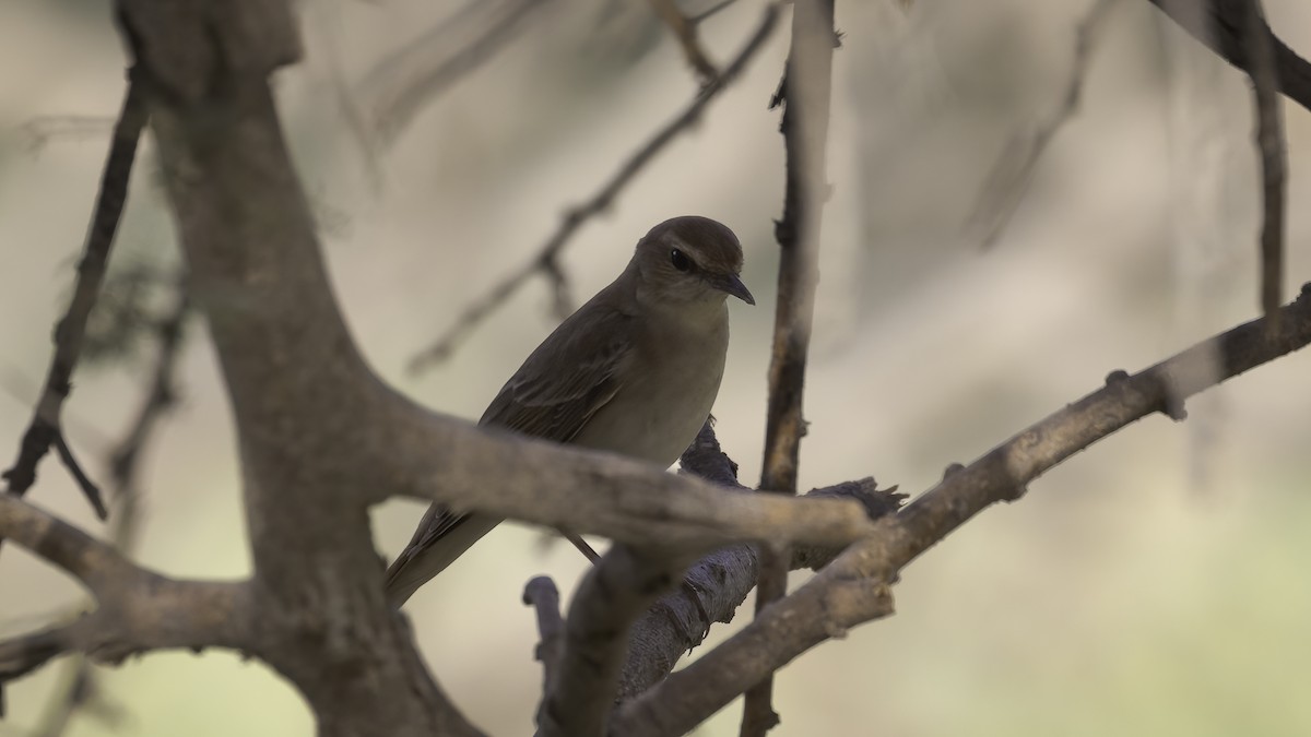 Common Nightingale - ML591806171