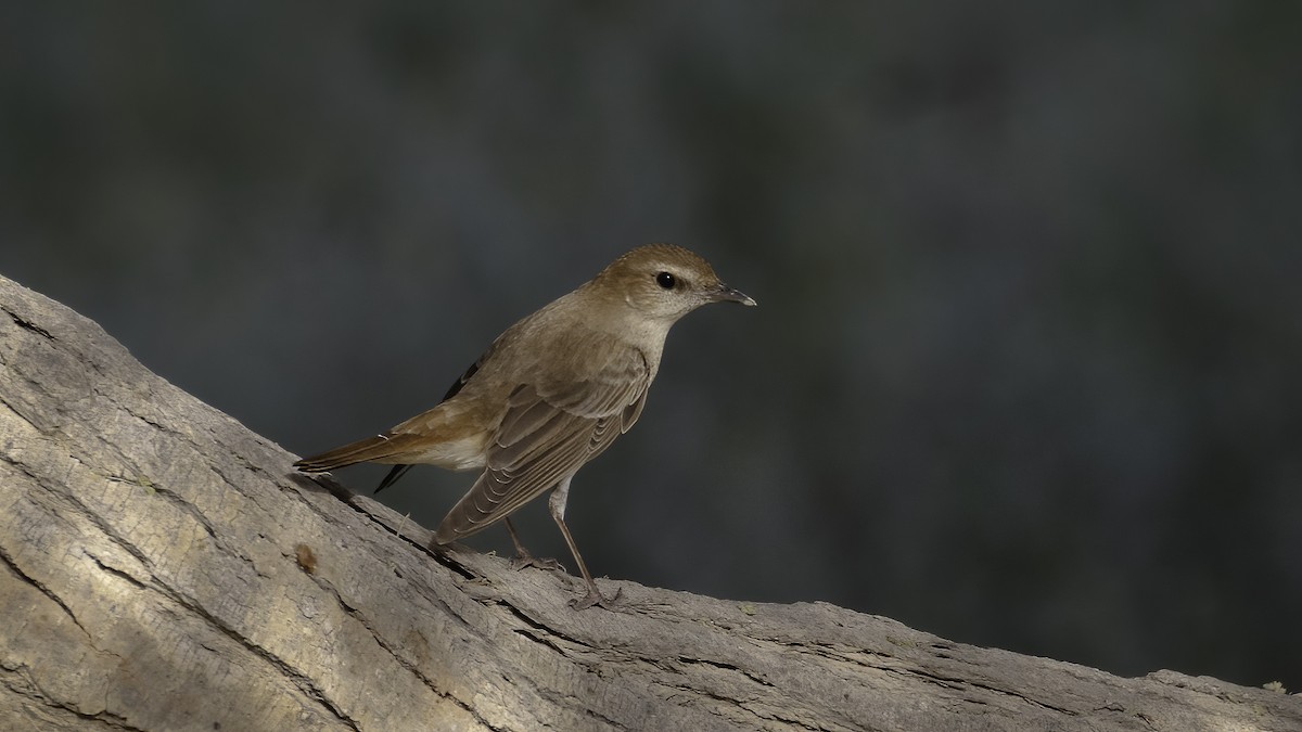 Common Nightingale - ML591806181