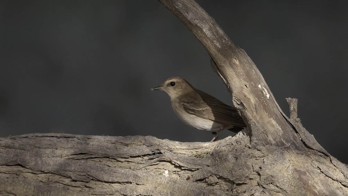 Common Nightingale - ML591806921