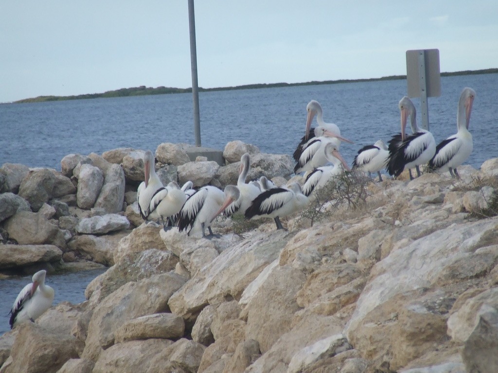pelikán australský - ML591807611