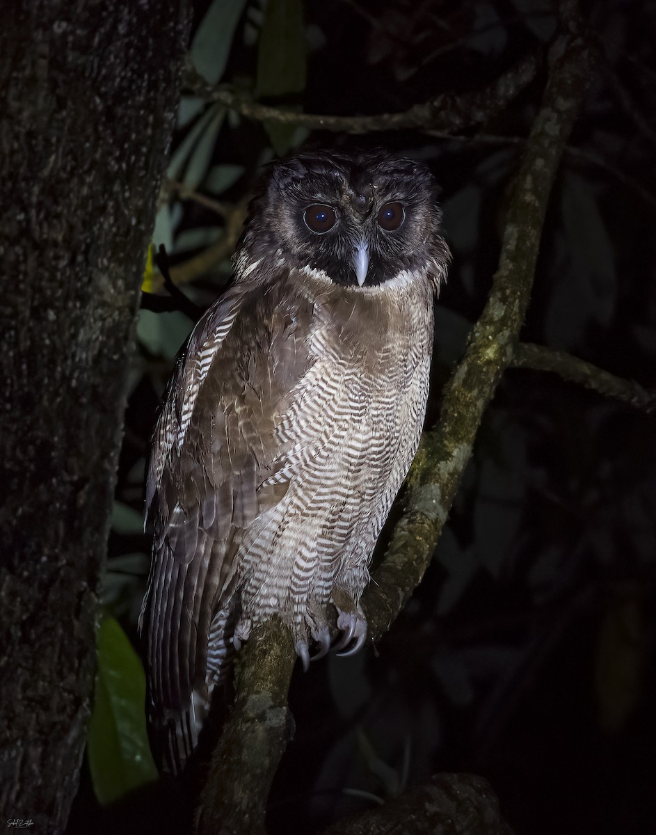 Brown Wood-Owl - ML591811251