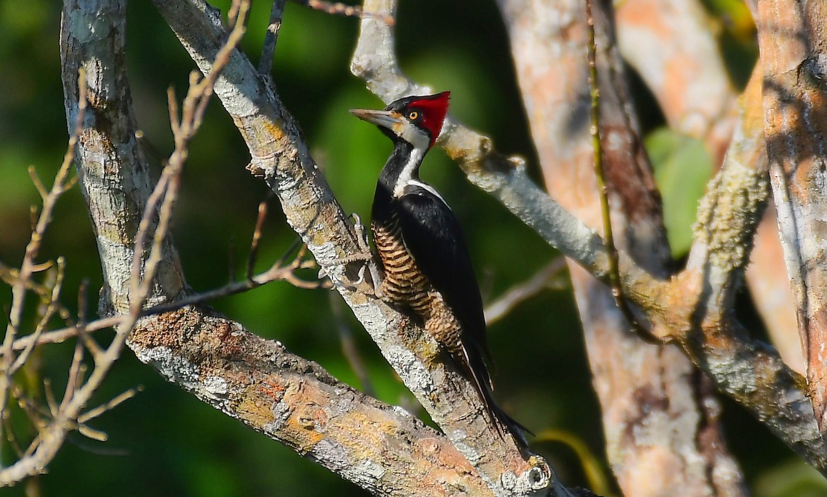 Crimson-crested Woodpecker - Beto Guido Méndez