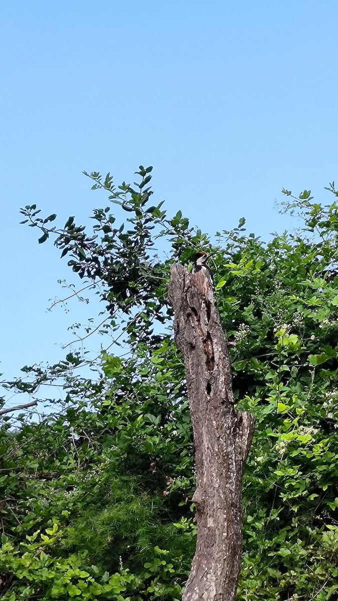 Syrian Woodpecker - ML591815781