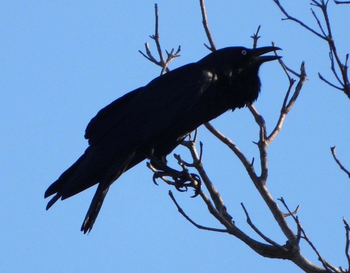 Australian Raven - ML591816521
