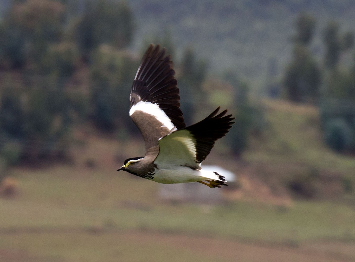 Spot-breasted Lapwing - ML59182141